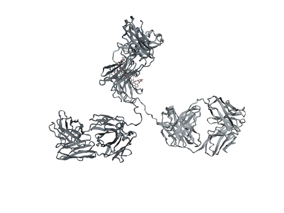 An antibody as grey ribbons in a Y shape: two arms, each a light chain beside half a heavy chain, joined at a flexible hinge to a stem of two heavy chains with sugars between them.