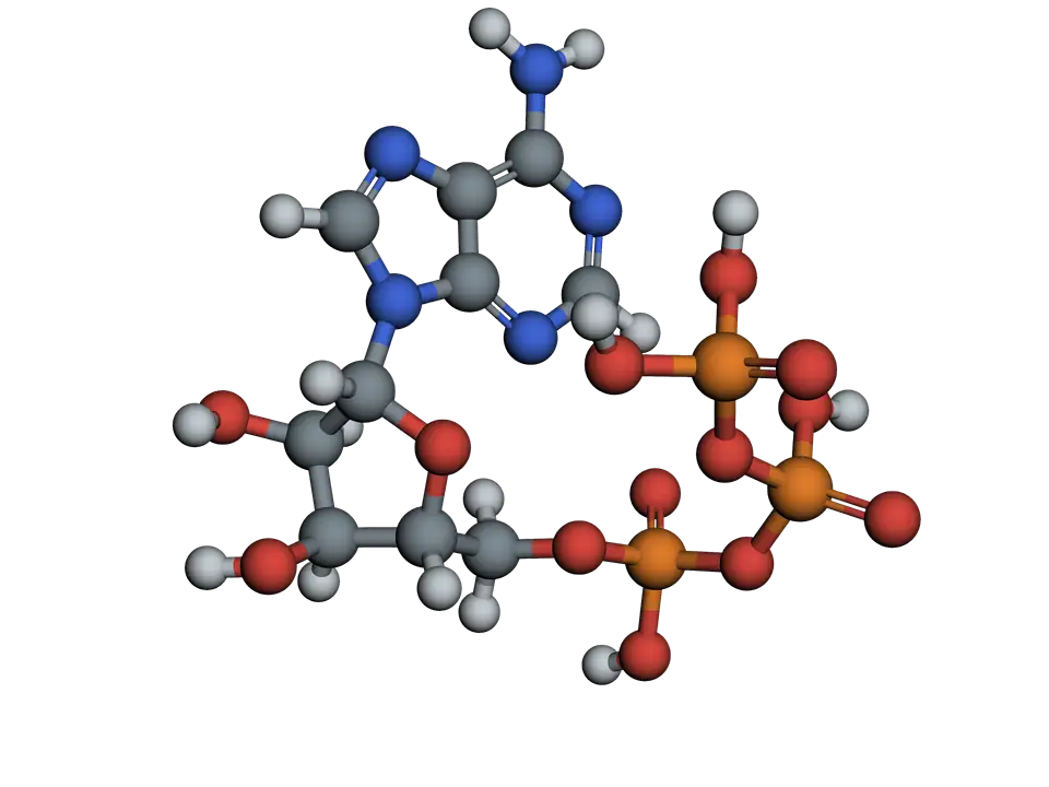 ATP as balls and sticks: the flat double ring of adenine, a five-membered ribose ring, and a chain of three phosphate groups, phosphorus in orange and oxygen in red.