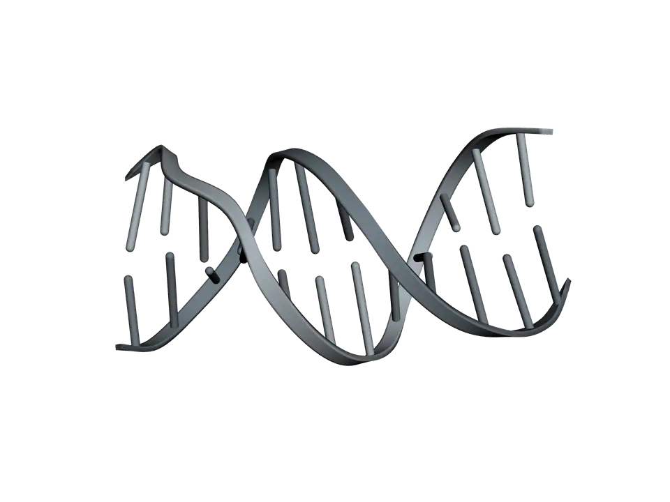 The DNA double helix standing upright: two grey sugar and phosphate backbones winding round the outside, with the stacked base pairs as rungs between them.