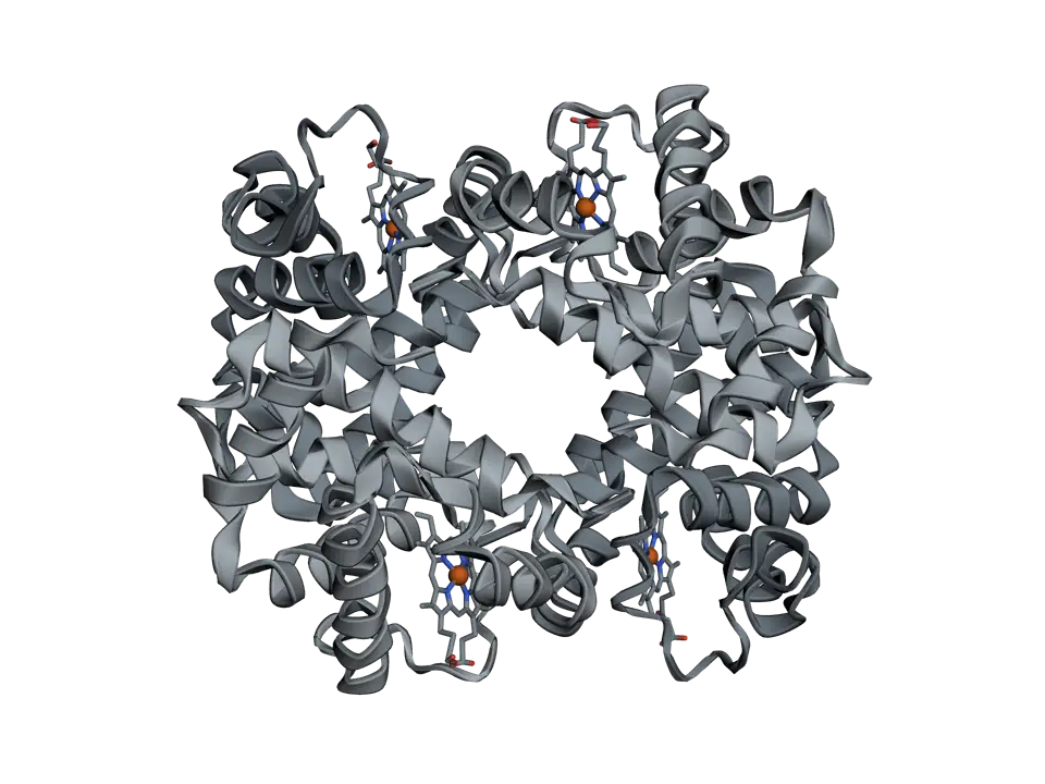 Haemoglobin as four grey ribbons packed into a rounded tetramer, with a haem group drawn as sticks tucked into each chain.
