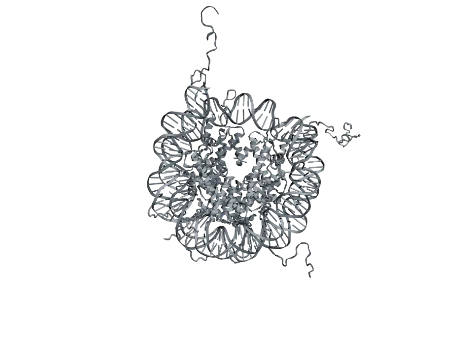 A nucleosome seen face on: a disc of histone proteins drawn as grey ribbons, with the DNA double helix wrapped round its edge almost twice.