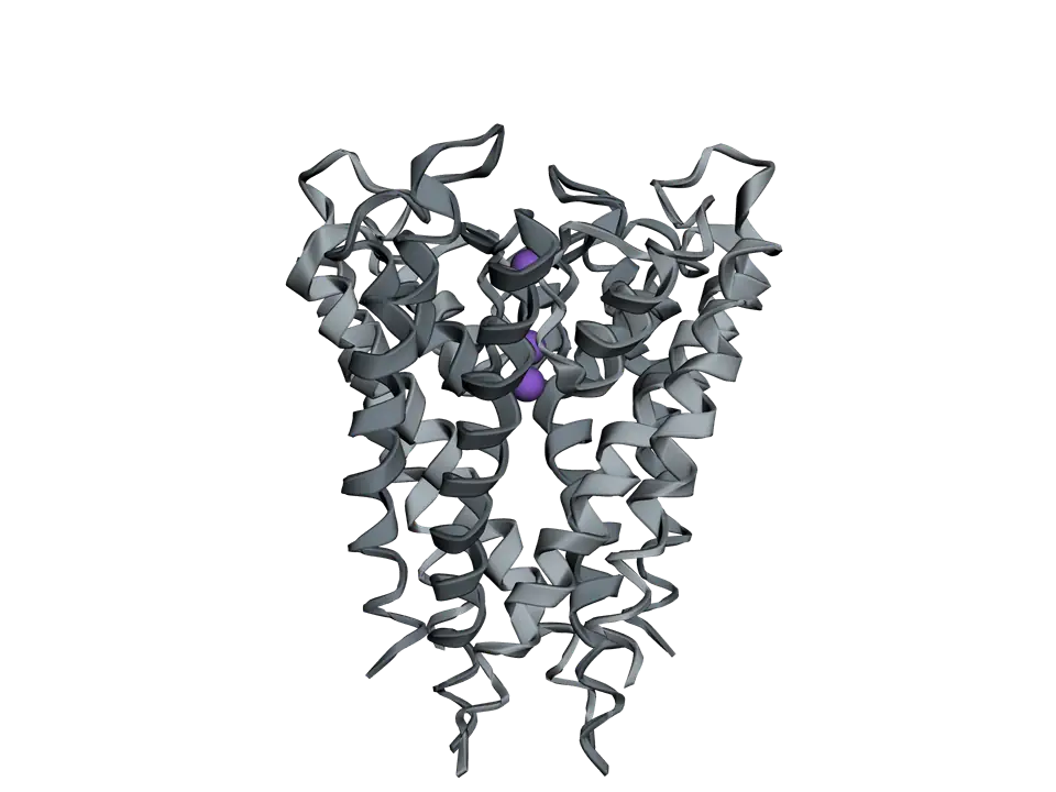 The potassium channel as four grey subunits standing side by side in a cone shape, with three purple potassium ions in a line down the narrow top of the central pore.