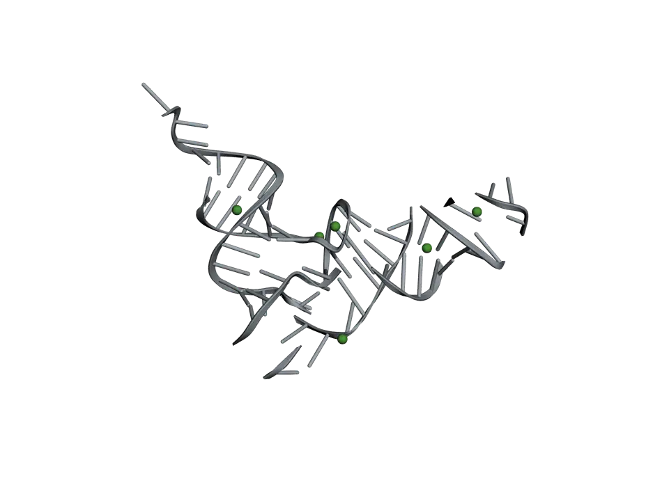 Transfer RNA as a grey ribbon folded into an L shape, with its bases as rungs: the anticodon loop at the end of one arm and the CCA end at the end of the other.